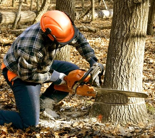 Tree Removal in North Bangor, NY